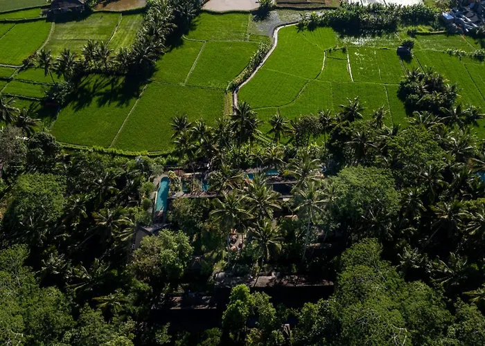 Padi * Ubud (Bali)
